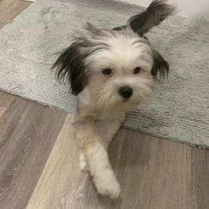 Meet your Posher, Taylor